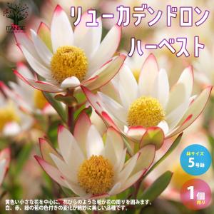 鉢花 観葉植物：リューカデンドロン バーガンディサンセット*5号