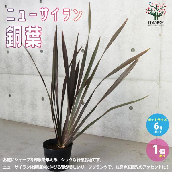 ニューサイラン(入才蘭) 銅葉の大苗【観葉植物 6号ポット／1個売り】