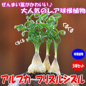 アルブカ”フリズルシズル”球根(5球セット)裸...の詳細画像4