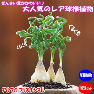 アルブカ”フリズルシズル”球根(10球セット)裸球根を10個お送りします!ラベル10枚付き