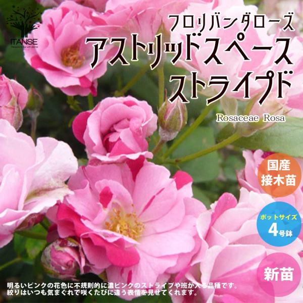 薔薇の苗 アストリッドスペースストライプド (四季咲きフロリバンダローズ)【花苗新苗4号ポット 国産...