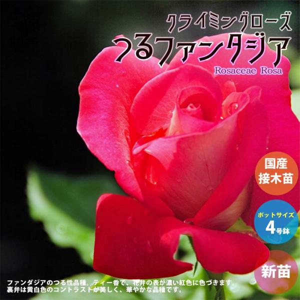 薔薇の苗 つるファンタジア (クライミングローズ)【花苗新苗4号ポット 国産接ぎ木苗／1個売り】