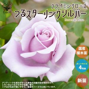 金華美女：椿（ツバキ） キンカビジョ : 日本花卉ガーデンセンター