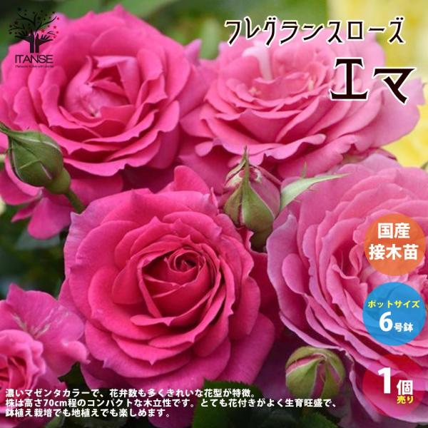 フレグランスローズ エマ【花苗6号鉢2年生 国産接ぎ木苗／1個売り】