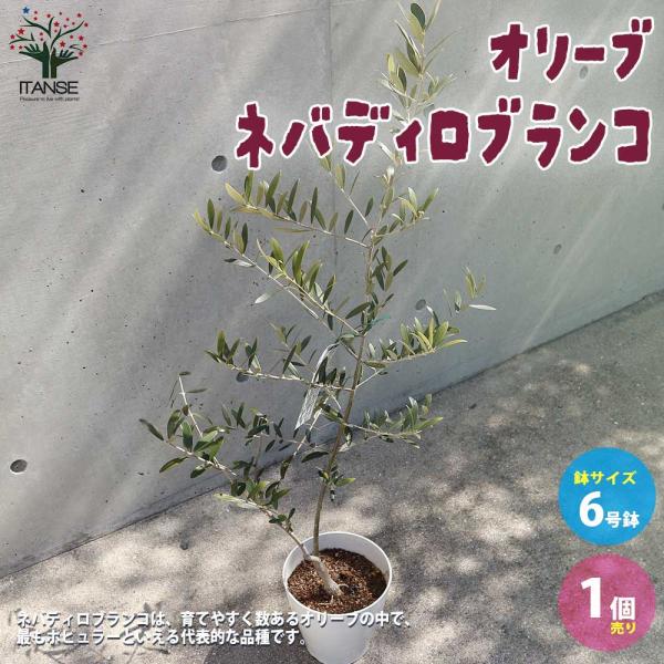 オリーブの苗木 品種：ネバディロブランコ【果樹の苗 木 6号鉢Mサイズ／1個売り】