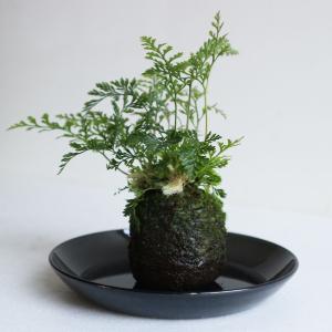 旅人の木の実 種 タビビトノキ 大型 希少 レア植物 オブジェ 飾り 装飾