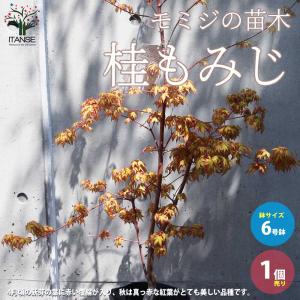 庭木 植木：桂もみじ（桂モミジ） カツラモミジ 単木 ポット 7号良品