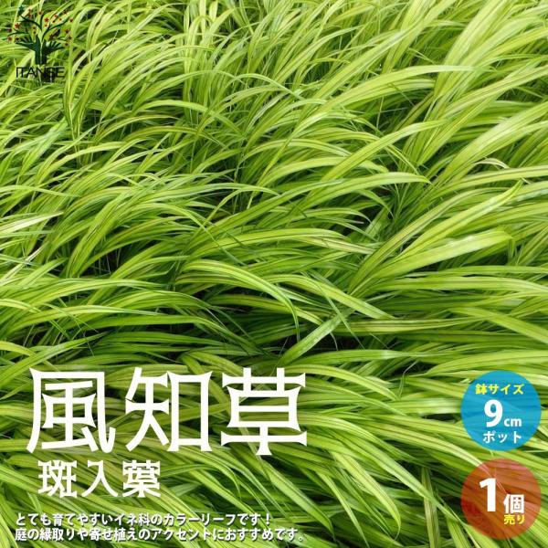 風知草(フウチソウ) 斑入葉【花苗 9cmポット カラーリーフ／1個売り】