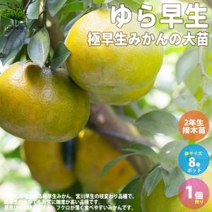 極早生みかんの大苗 ゆら早生 【果樹の苗木 8号...の商品画像