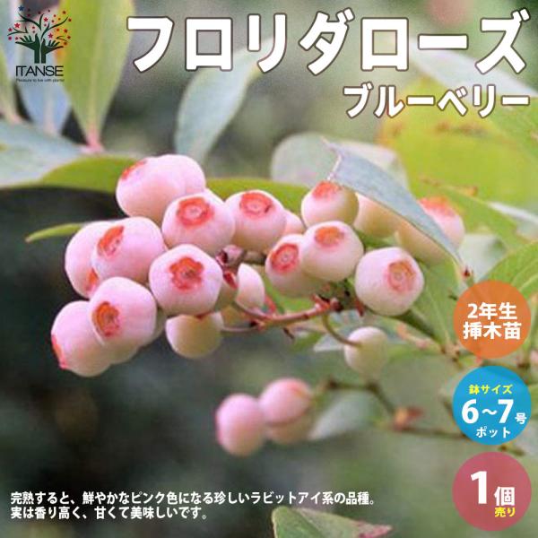 ブルーベリーの苗木 ラビットアイ系 フロリダローズ 【果樹の苗木 6〜7号ポット苗／1個売り】