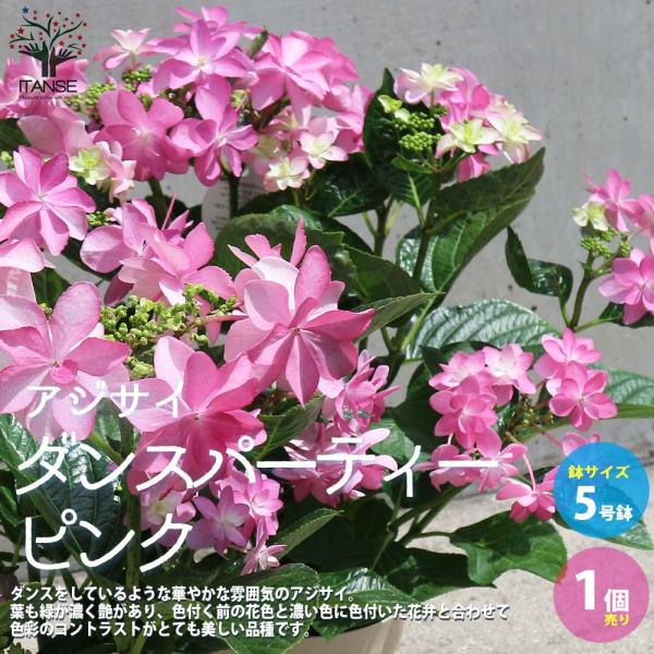 アジサイ ダンスパーティー ピンク【花苗5号鉢／1個売り】