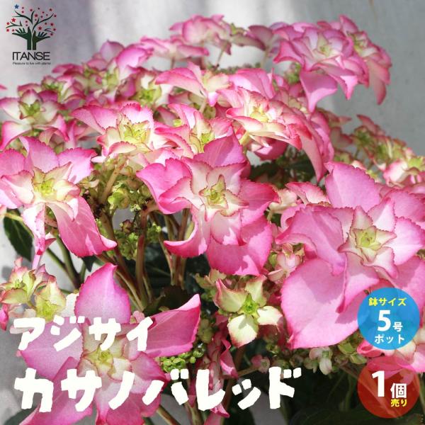 アジサイ カサノバレッド【花苗5号鉢／1個売り】