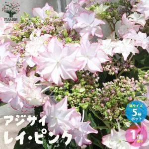 花 苗 山野草：八重咲キクザキイチゲ 雪の精 ポット苗 : やましち山