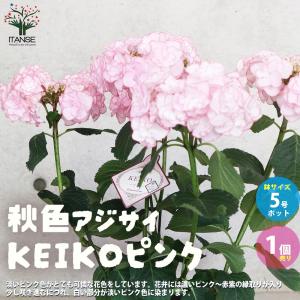 アジサイ マジカルレボリューション ピンクグラデーション 5号鉢