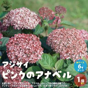 花木 庭木の苗 ビバーナム スノーボール7号ポット樹高1m : 園芸ネット