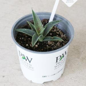 多肉植物：プセウドリトス クビフォルミス*幅6cm 現品！一品限り