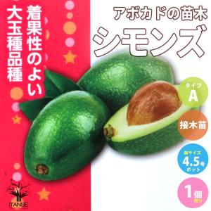 果樹苗 アボカド メキシコーラグランデ Aタイプ 1株 爆買 : 花と緑 国