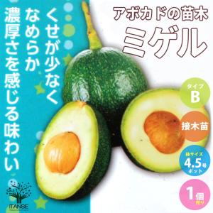 果樹苗 アボカド メキシコーラグランデ Aタイプ 1株 : 花と緑 国華園
