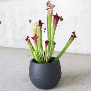 日本花キ流通 予約販売 不思議な食虫植物 ヘリアンフォラ 食虫植物 3.5
