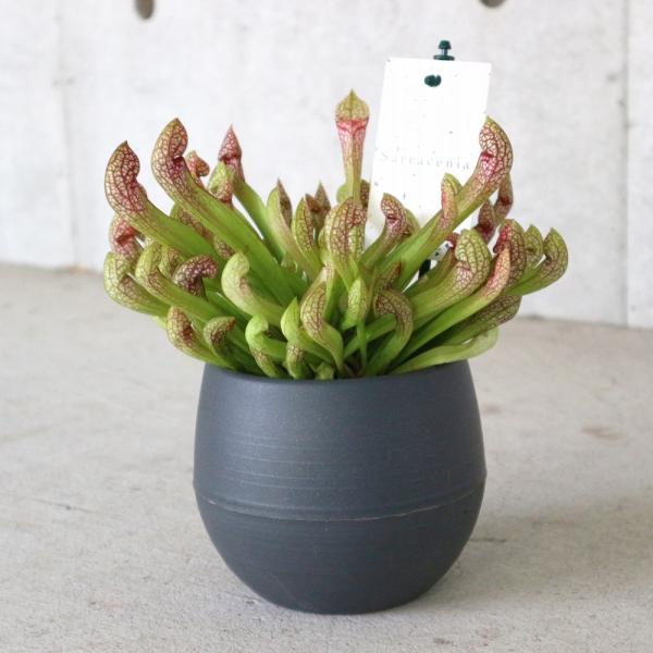 サラセニア・リグレヤナ【観葉植物 4.5号鉢 食虫植物／1個売り】