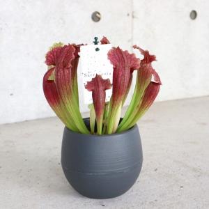 おしゃれ 観葉植物 キンモウコウ：ゴールデンモンキー タカワラビ*5号
