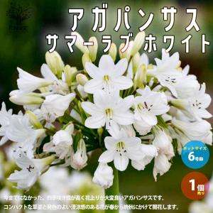 アガパンサス サマーラブ ホワイト【花苗 6号鉢 球根植物／1個売り】