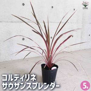 アカベ オバティフォリア【ドライガーデン モダン ロックガーデン 観葉