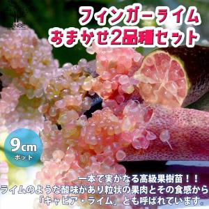 シナモン（ニッキ） セイロンニッケイ 8号鉢：熱帯果樹苗 ＊樹高100