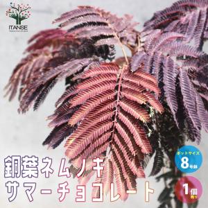 ネムの木　レア品　サマーチョコレート 庭木：ネムノキ（サマーチョコレート） 樹高70cm 現品限り！ 黒い葉