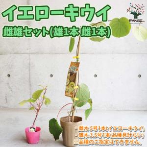 マカダミアナッツ バーモント種 取り木苗 7号スリット鉢植え : 苗木部
