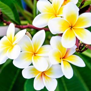 蕾付き プルメリア（ブリザード）5号鉢 : 日本花卉ガーデンセンター