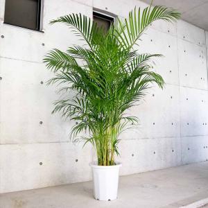ココスヤシ 10号 耐寒性観葉植物 スクエアデザイン鉢植え リゾート