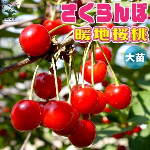 日本花キ流通 ライチ 苗 佐多 6号鉢 送料無料 ライチー レイシ 接木苗
