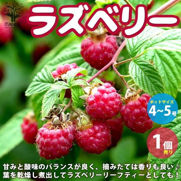 ラズベリーの苗木 ラズベリー【果樹の苗木 4〜5号／1個売り】