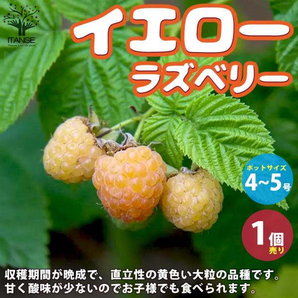 ラズベリーの苗木 イエローラズベリー【果樹の苗木 4〜5号／1個売り】