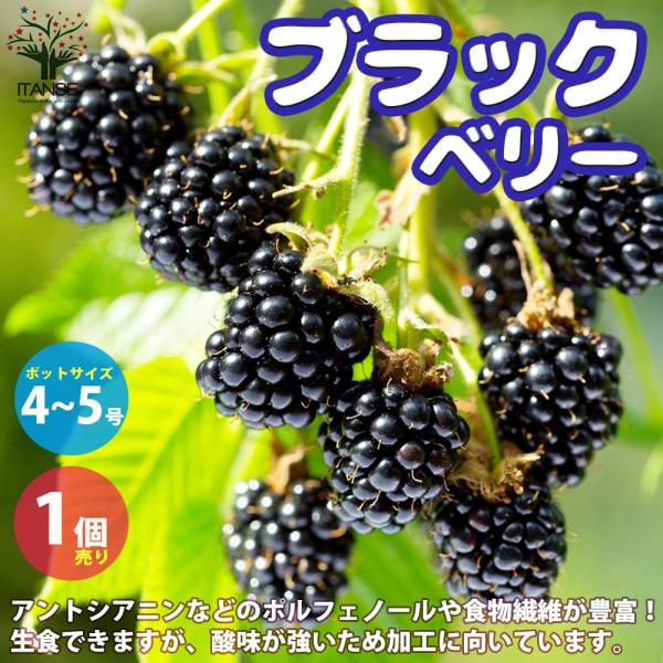 ラズベリーの苗木 ブラックベリー【果樹の苗木 4〜5号／1個売り】