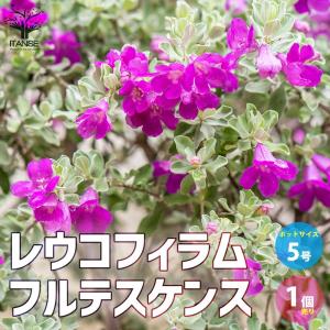 レウコフィルム フルテスケンス【庭木 5号ポッ...の詳細画像1