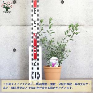 レウコフィルム フルテスケンス【庭木 5号ポッ...の詳細画像2