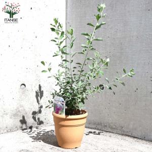 レウコフィルム フルテスケンス【庭木 5号ポッ...の詳細画像3