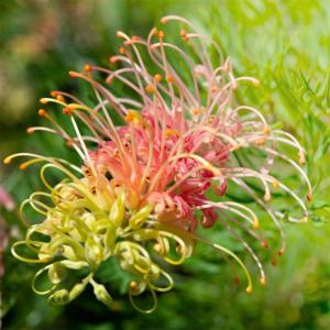 花木 庭木の苗 セルリア（ジョーイセルリア） フロリダ スパーブ