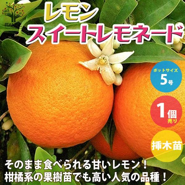 レモンの苗木 レモン スイートレモネード【果樹の苗木 5号 挿し木／1個売り】