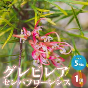 グレビレア ジョンエバンス グレヴィレア ネイティブ プランツ