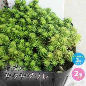 ITANSE セダム・斑入りパリダム 多肉植物 グランドカバー 3号ポット苗