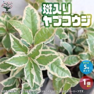 斑入りヤブコウジ【庭木 5号ポット/1個売り】の商品画像