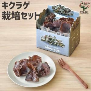 おうちで育てるキノコ栽培セット  キクラゲキノコ   栽培セット 栽培キット  プレゼント ギフト