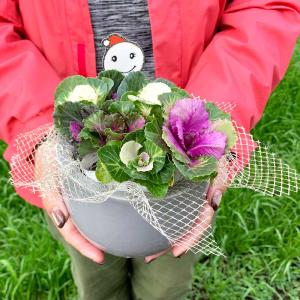 ミニハボタン 寄せ植え 10号鉢 A : 金井園芸 - 通販 - Yahoo!ショッピング