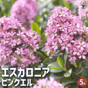 エスカロニア・ピンクエル【庭木 5号ポット/1...の詳細画像1