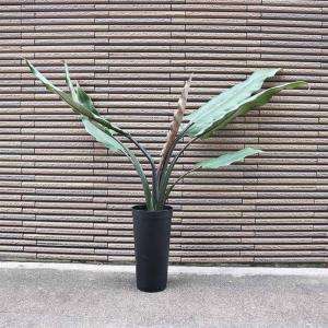 エバーフレッシュ (アカサヤネムノキ) 【観葉植物 大型 8号