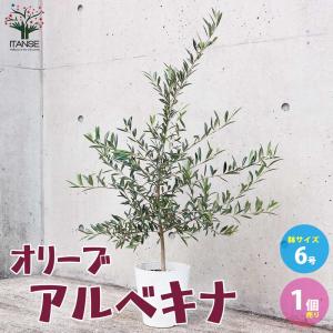 ヤマモモ 苗木 果樹 秀峰 秀光 メス木 雌 1年生 接ぎ木 4.5号 13.5cm