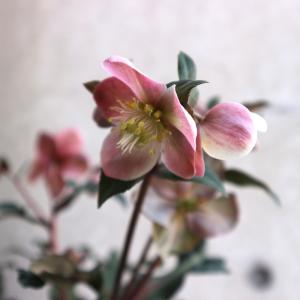 クリスマスローズ 開花苗 081 霜降りダブル : 花郷園 KAGOEN NURSERY